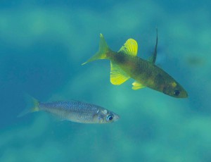 Sailfin silversides, the subject of the first Axios reviewed research to be published in a BMC journal.This is a pelagic “roundfin” species of the Lake Matano Telmatherina radiation. Like in other sailfin silversides, there are two distinct male colour morphs, being either yellow (this picture), or blue.