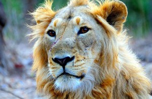 Male Asiatic lion. Kbhargava, Wikipedia, CC 3.0