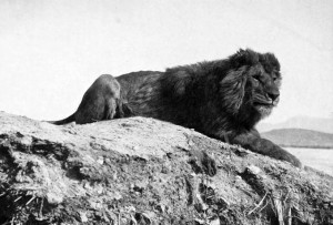 A Barbary lion (Panthera leo leo) from Algeria. Public domain.