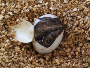 JackyEgg