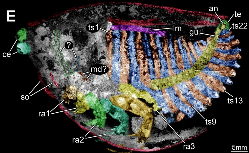Thylacocephalan E