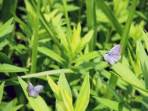 © Wataru Taira and Joji Otaki, University of the Ryukyus. Two males of pale grass blue butterfly