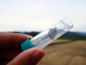 © Wataru Taira and Joji Otaki, University of the Ryukyus caught adult butterfly