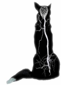 Copyright: Holger Volk, Royal Veterinary College, London