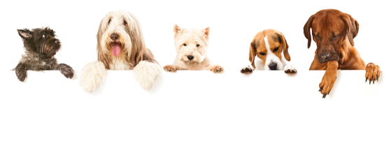 Istock Photo
