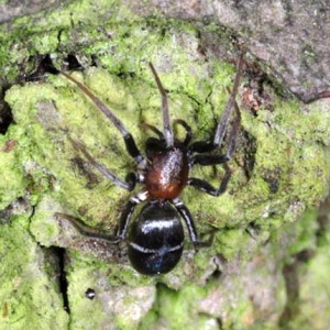 Micaria sociabilis in the wild. Photo by Stano Pekár