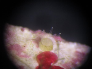 First sight of a juvenile pillar coral settler, resembling a tiny court jester hat