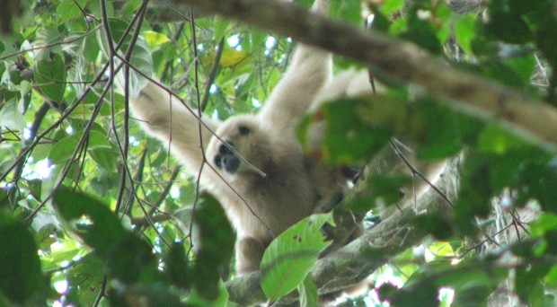 gibbon
