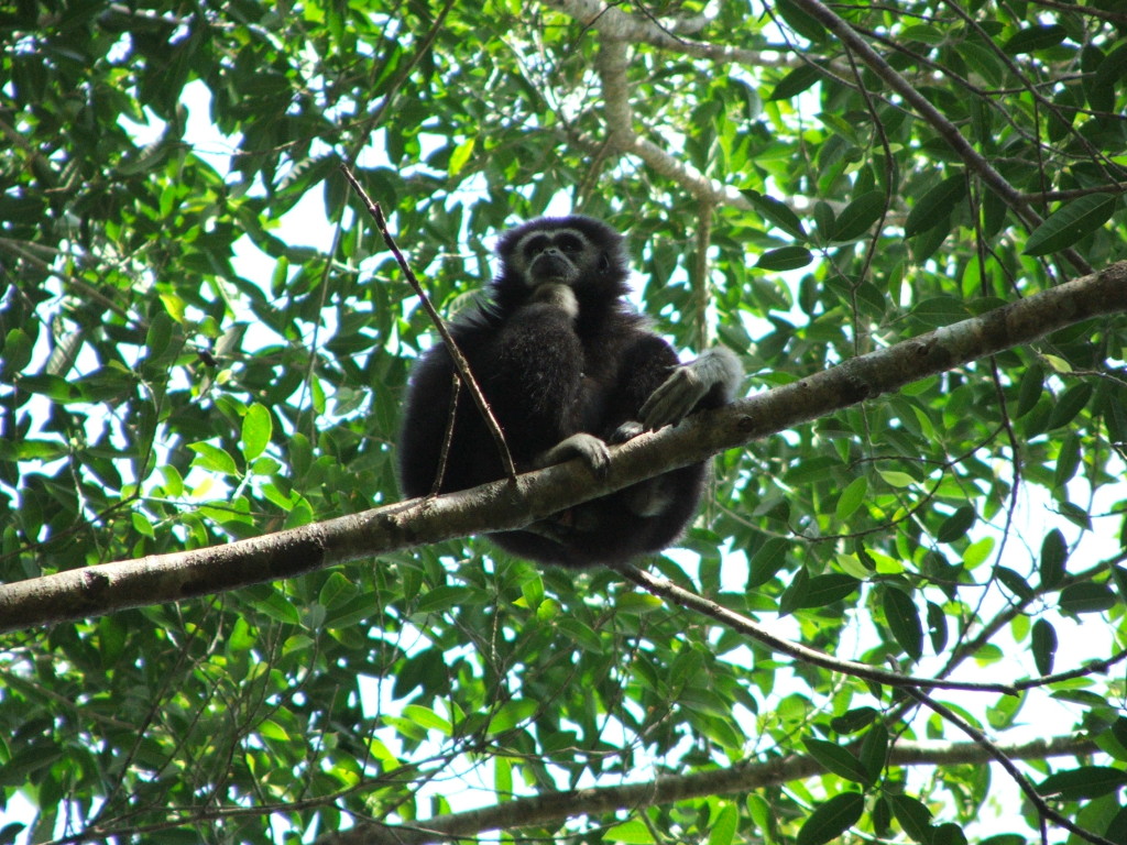 gibbon