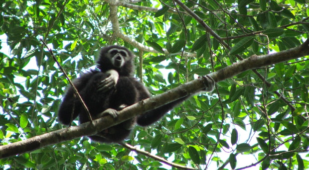 Gibbon calling