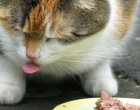 Cat taste