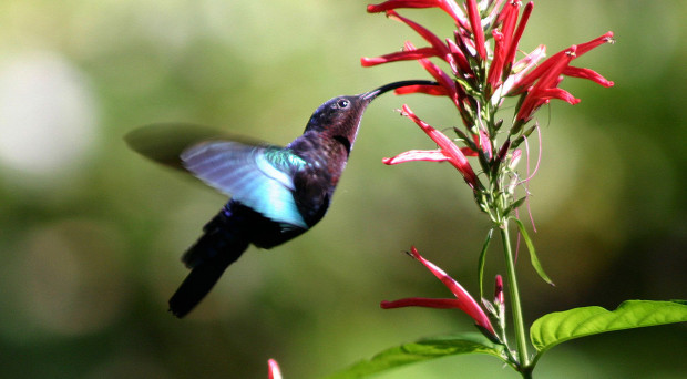 Photo by Charlesjsharp, Creative Commons 3.0