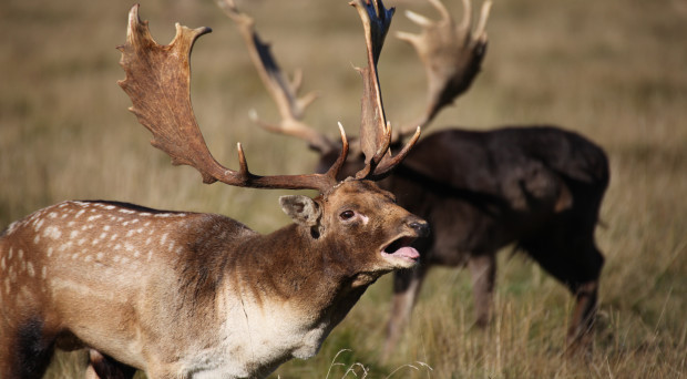 Fallow deer-1