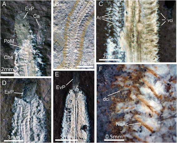 fireworm myoanatomical features