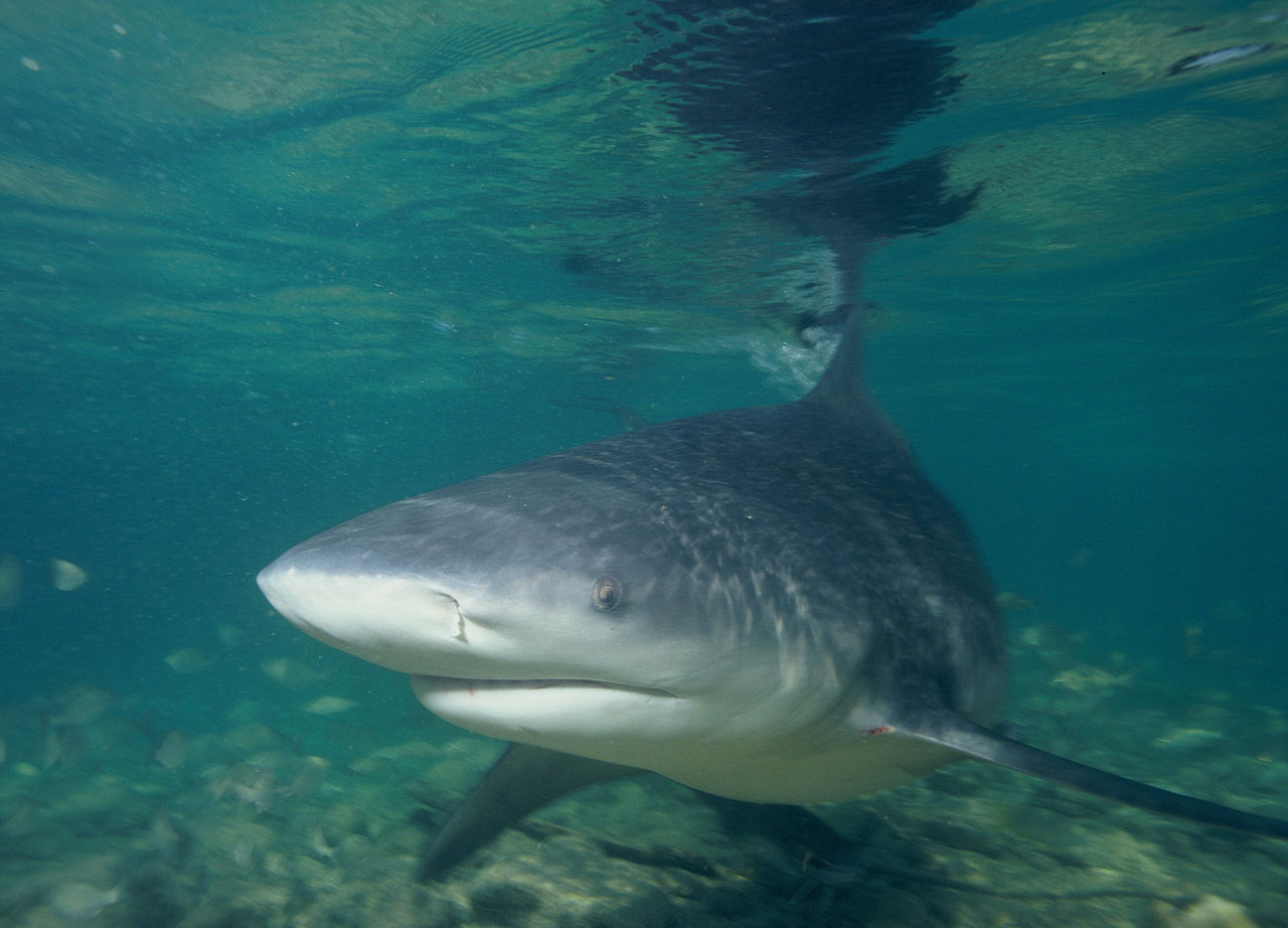 A bull shark, one of the placental requiem sharks sampled in the study.