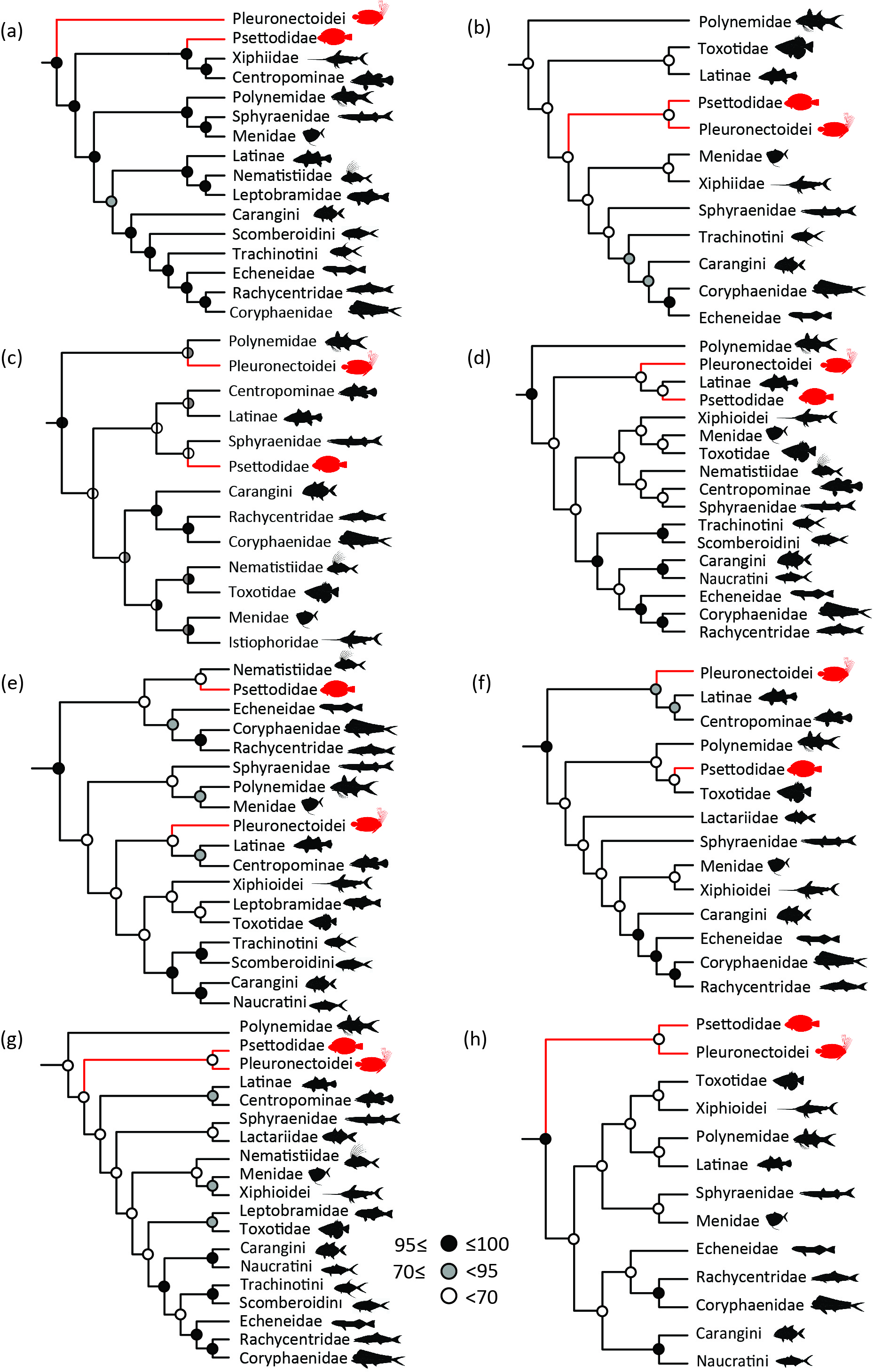 Eight different evolutionary trees from eight previously published studies, each with a different relationship between the two main families of flatfish (colored red) and their carangimorph relatives; half (a, b, g, h) suggest that flatfish evolved just once, but the other trees suggest the distinct morphology evolved on two different occasions. Figure from Harrington et al. 2016, see paper for source of individual trees.