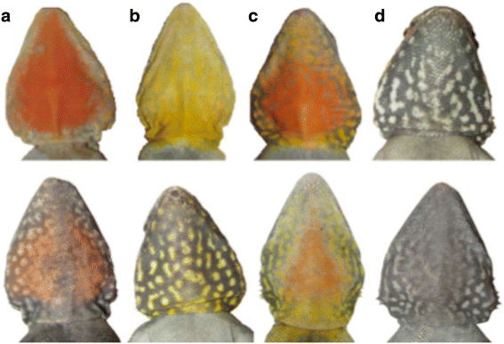 Males of the polymorphic tawny dragon lizard Ctenophorus decresii express either orange, yellow, orange surrounded by yellow, or grey throats, which represent visual markers of genetic variation.
