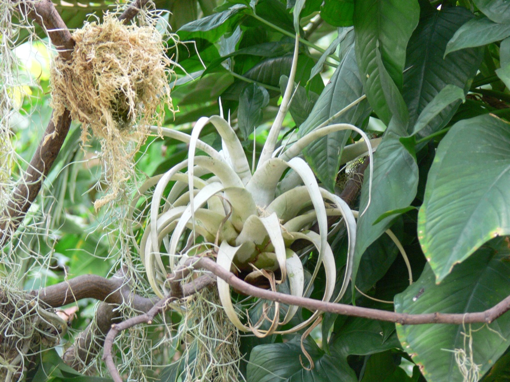 An epiphytic bromeliad