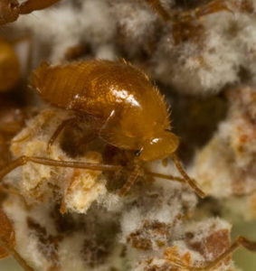 An Attaphila male on the fungus garden of a leaf-cutting ant colony