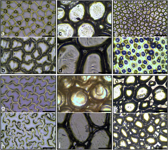 plant-cells