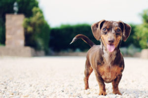 Allen Skyy (Flickr, CC) smilling-dog-allen-skyy-flickr-cc