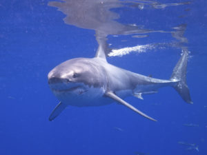 Great white shark (Elias Levy, Flickr, CC)