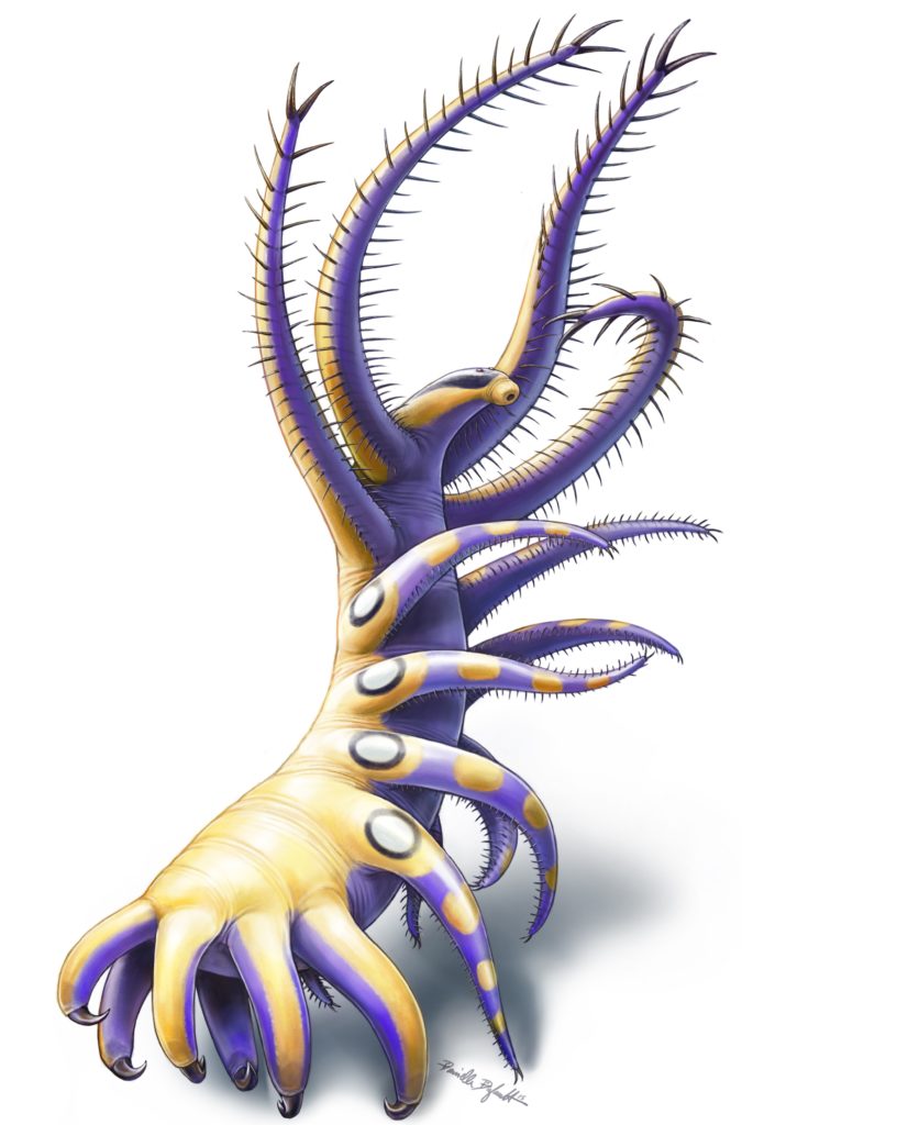 Artist's recreation of Ovatiovermis cribratus from the Burgess Shale