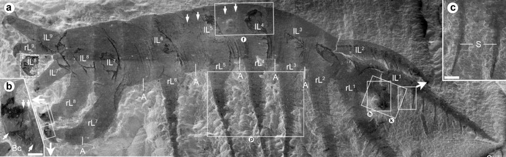 Lobopodian fossil
