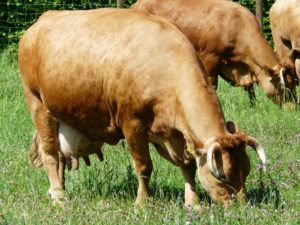 cow-7442_1920