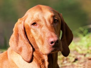 dog-1190024_1280