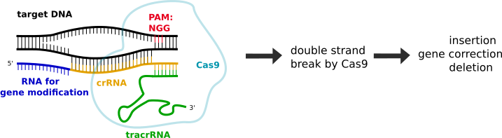 Wikimedia commons
