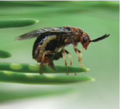 N. lecontei female uses her saw-like ovipositor to carve an egg pocket into a pine needle