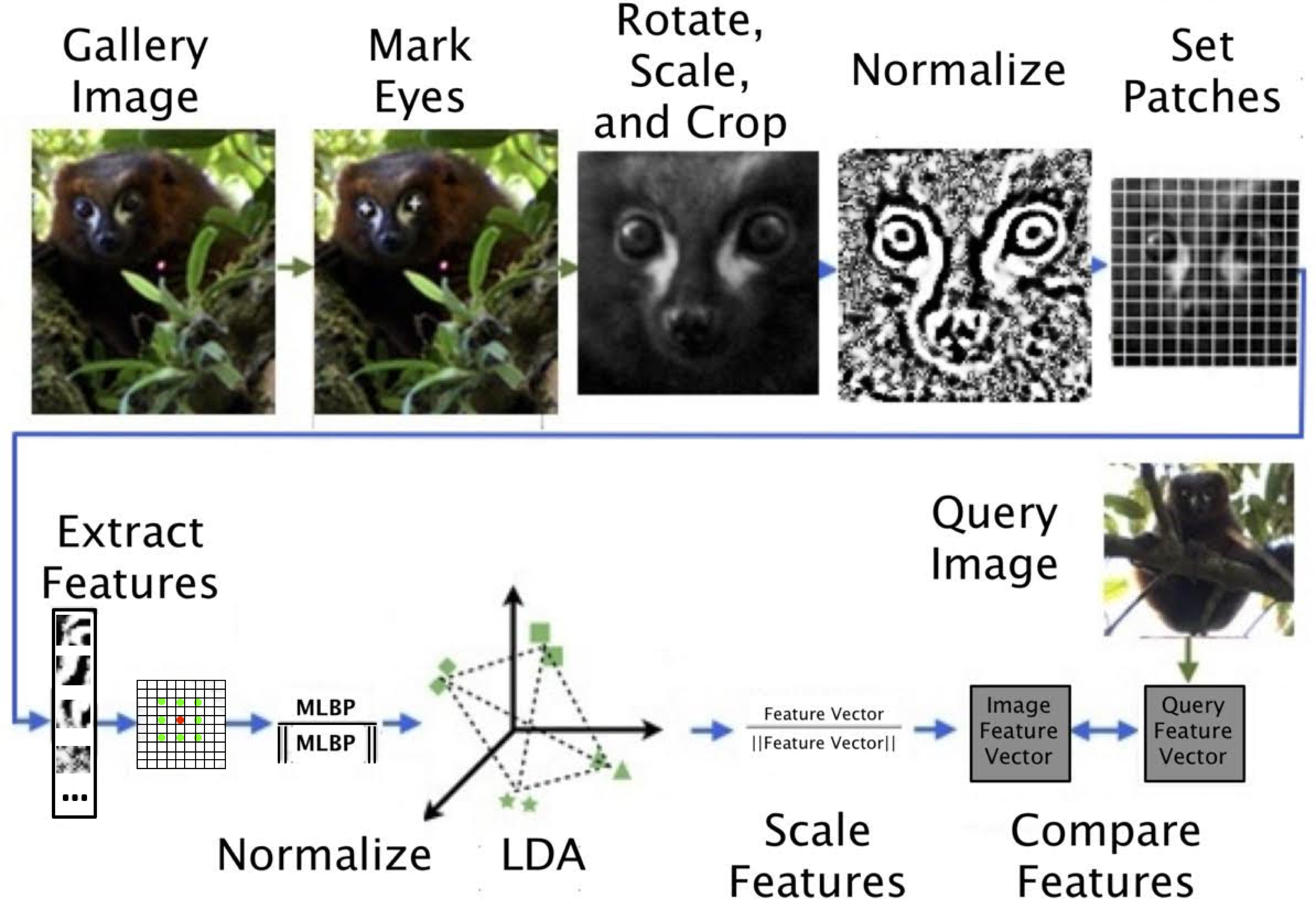 Flowchart of how LemurFaceID works.