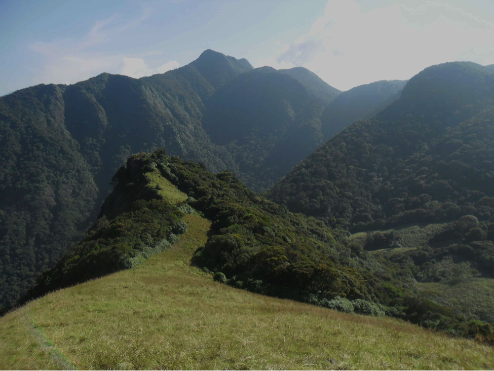 The Shola forest and grassland mosaic of the Western Ghats. Camel’s Hump Mountains, Kerala.