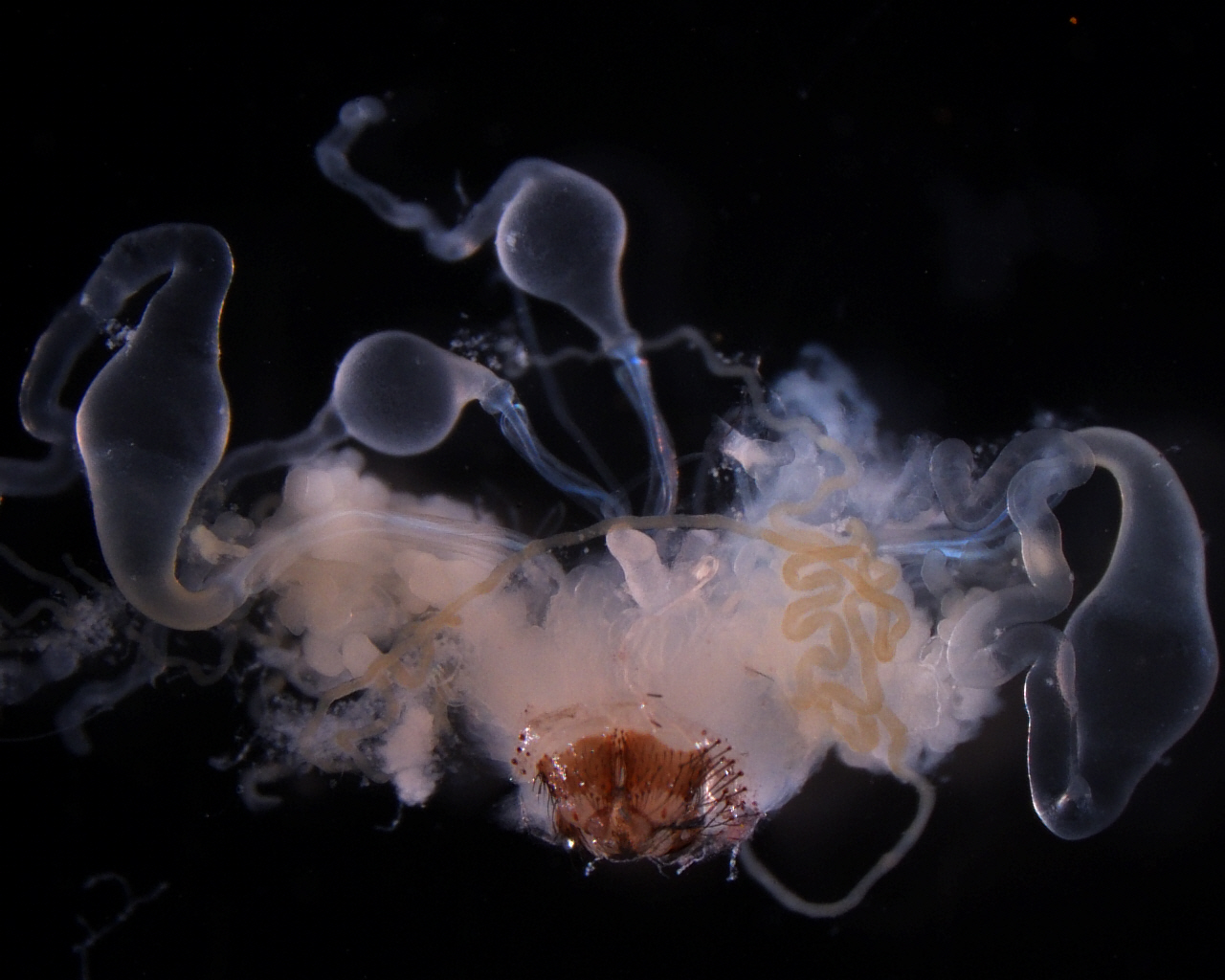 Silk glands were dissected from the false black widow, Steatoda grossa, and are still attached to their spinnerets (bottom center). The large ampule-shaped glands on other side are major ampullate. The smaller similar shaped glands in center top are minor ampullate.