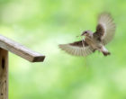 Semi-collared flycatcher female