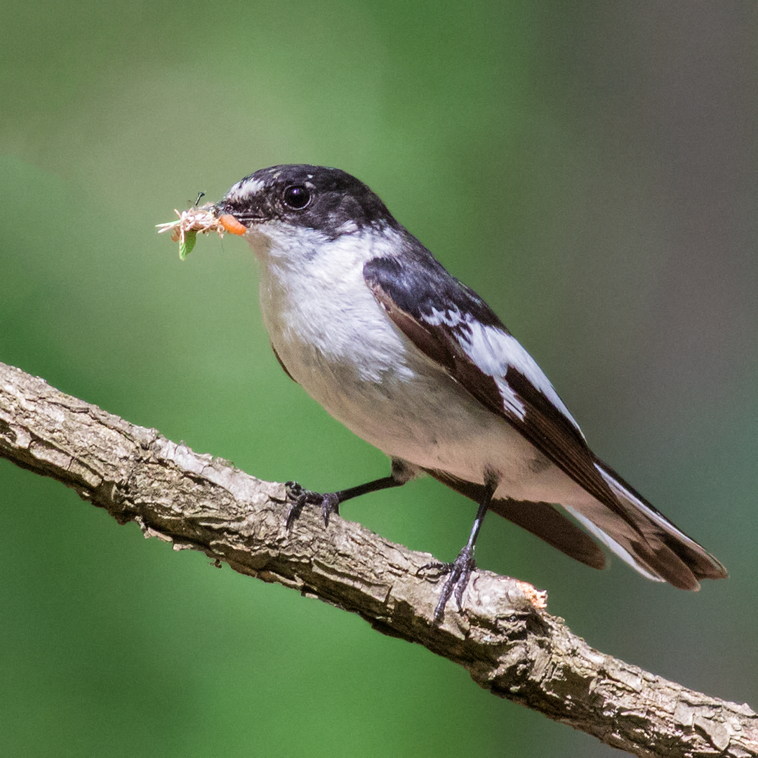 Semi-collared flycatcher male.