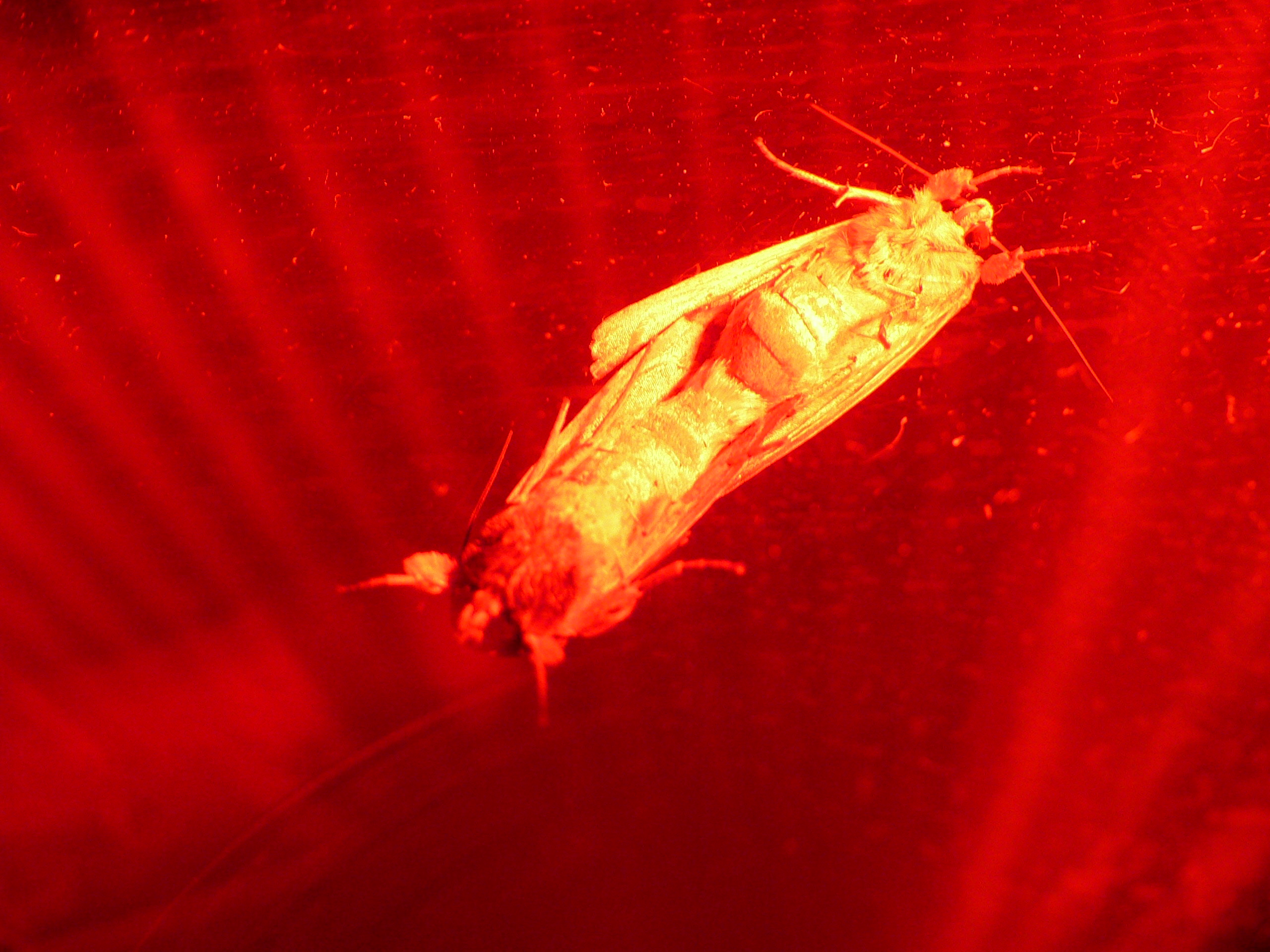 Adult moths mating.