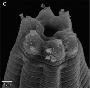 Worm c