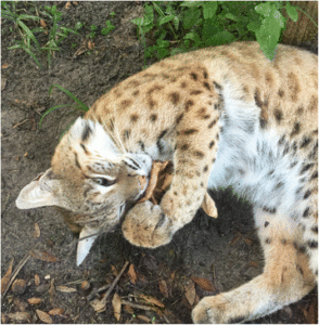 Bol et al., 2017 A female bobcat enjoying some silver vine at Big Cat Rescue, Florida.