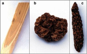 Bol et al., 2017 Some of the plant materials used in this study. a) Tatarian honeysuckle wood b) A dried silver vine fruit gall c) A dried normal silver vine fruit