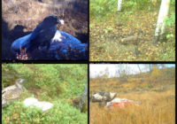 Gomo collage 2