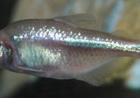 Astyanax_fasciatus_(Mexican_blind_cavefish)_1_(15719439215)