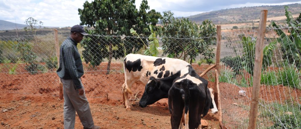 Farmer checking on cattle
