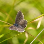The Alcon Blue Butterfly image from www.greenwings,co