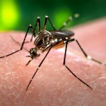 Aedes_aegypti