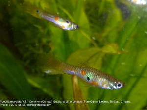 Trinidadian Guppy (Poecilia reticulata)