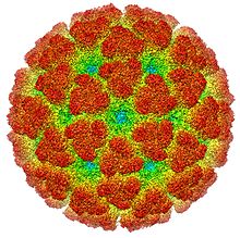 Cryoelectron microscopy reconstruction of chikungunya virus.