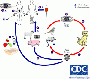 Life cycle of Toxoplasma gondii