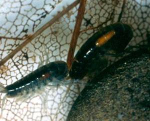 Pomphorhynchus laevis cystacanths in Gammarus pulex. Image from the Hurd lab,